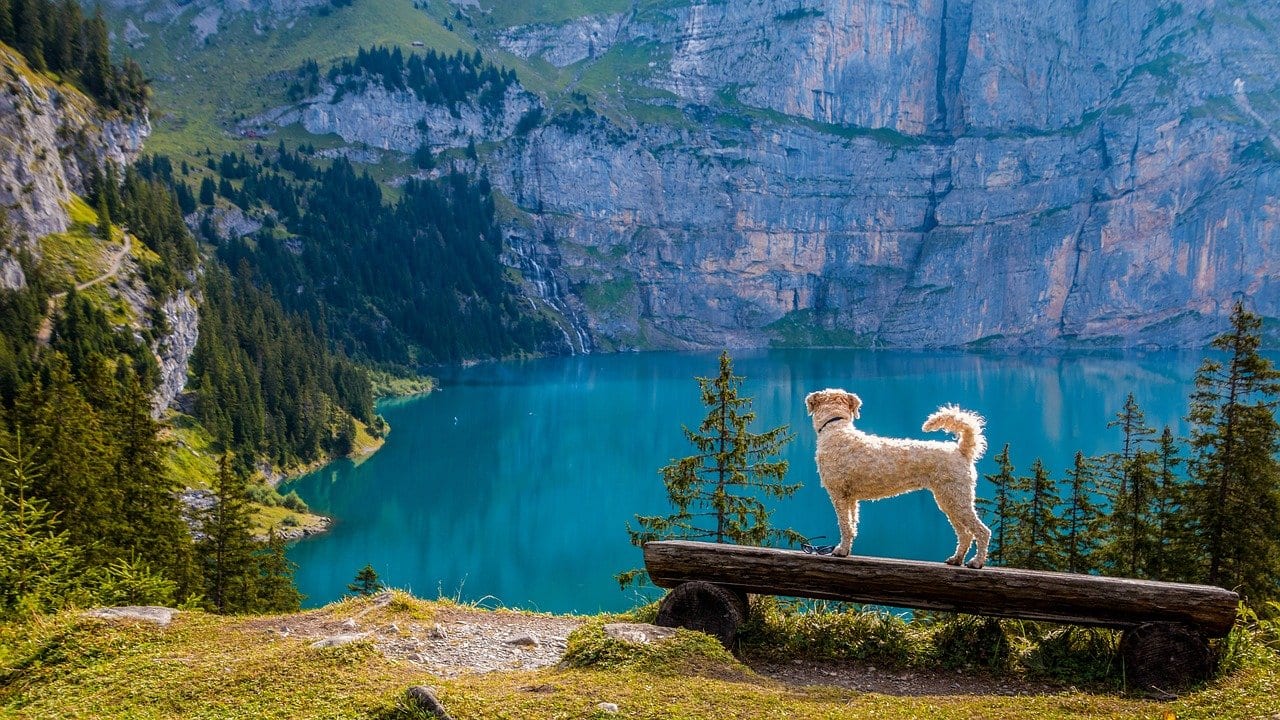 dog hiking and looking at nature